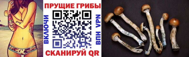 Галлюциногенные грибы Psilocybine cubensis  Мурманск 